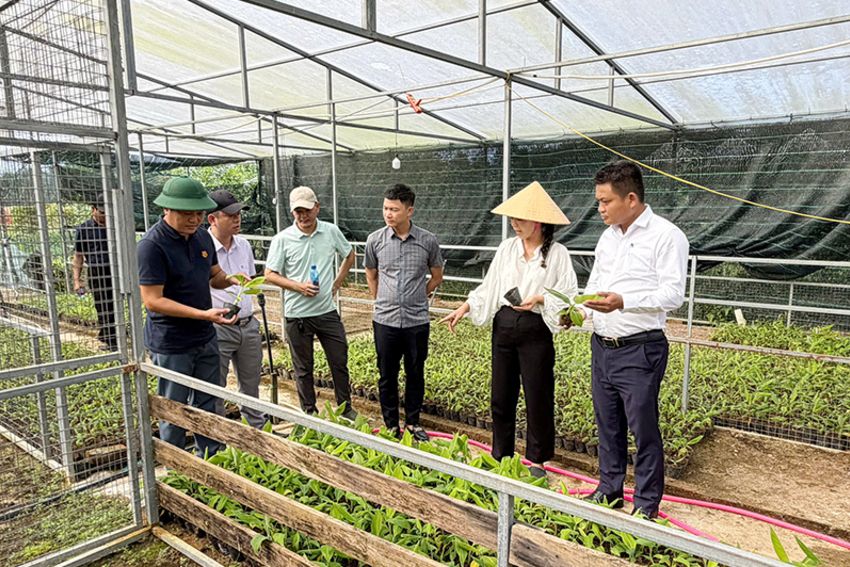 Hưng Lộc: Nhân rộng mô hình trồng chuối cho hiệu quả kinh tế