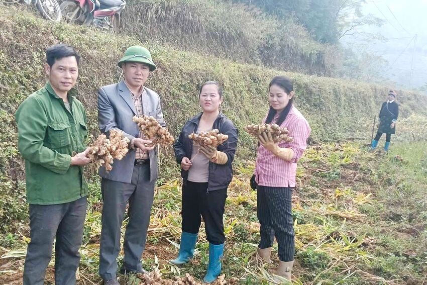 Đường Hồng chuyển đổi diện tích cây trồng kém hiệu quả sang trồng gừng kinh tế cao