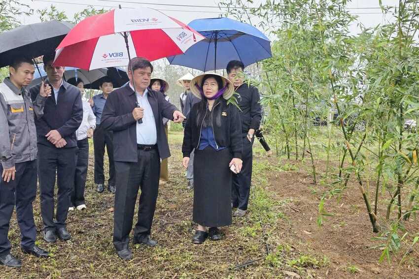 Thứ trưởng Trần Thanh Nam thăm mô hình tre lục trúc lấy măng