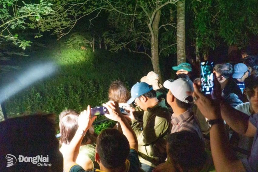Xem thú đêm, trải nghiệm không thể bỏ lỡ tại Vườn quốc gia Cát Tiên