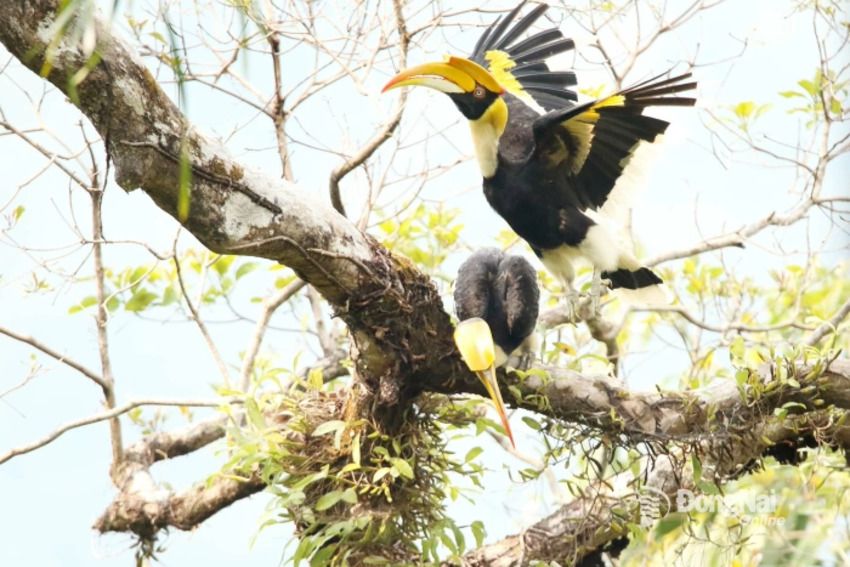 [Chùm ảnh] Vườn quốc gia Bù Gia Mập “kể chuyện” giao mùa