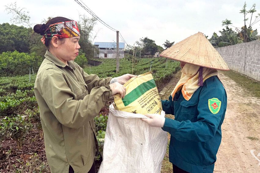 Thơm ngát chè xuân