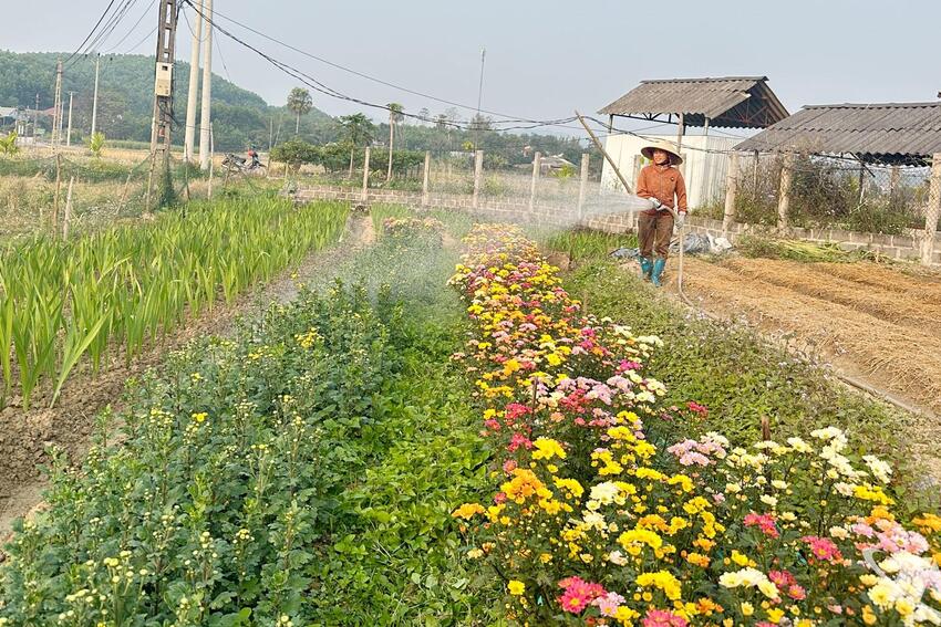 Yên Trạch phát huy lợi thế nông, lâm nghiệp