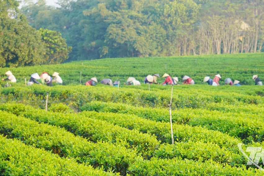 Thái Nguyên: 33 mã vùng trồng đạt tiêu chuẩn xuất khẩu