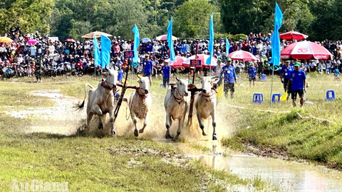 Khoảng 60 đôi bò tranh tài Hội Đua bò Bảy Núi ngày 10-10