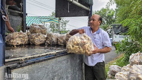 U Minh Thượng có 6.385ha nông nghiệp trước nguy cơ ngập, nông dân chạy lũ 