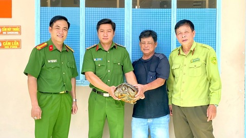 Người dân Tri Tôn giao nộp cá thể rùa răng quý hiếm