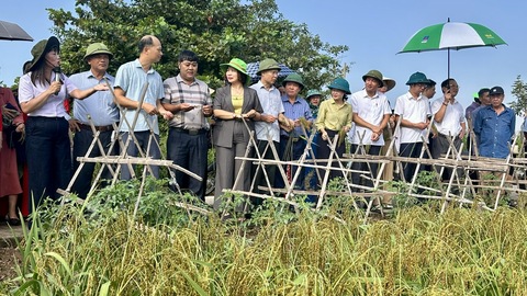 Kim Sơn: Hiệu quả từ mô hình lúa IPHM vụ Mùa 2026