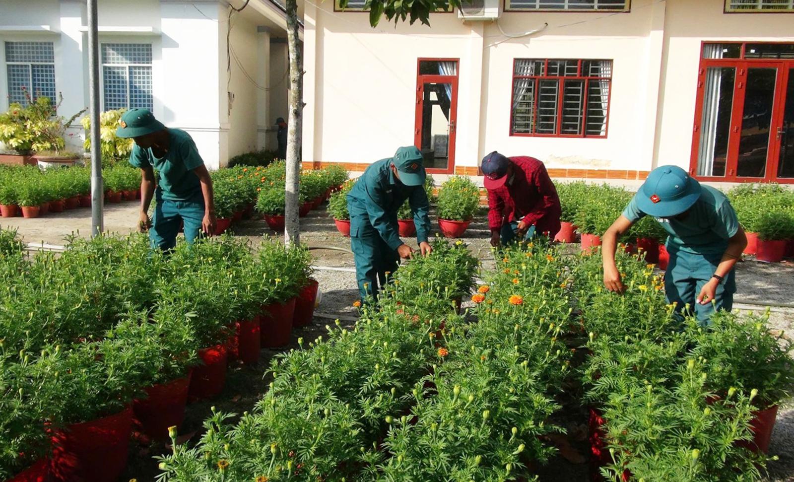 Ban Chỉ huy Quân sự xã Ô Lâm trồng 3.000 cây hoa vạn thọ phục vụ thị trường tết