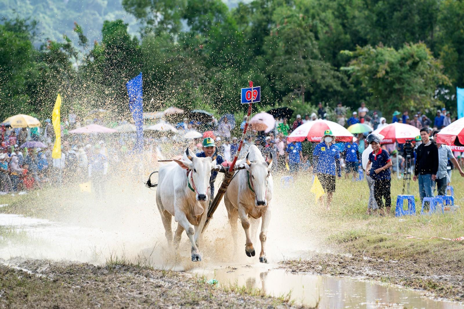 Đôi bò của ông Chau Khon đoạt giải nhất Hội Đua bò Bảy Núi tranh cúp truyền hình An Giang lần thứ 30 năm 2025