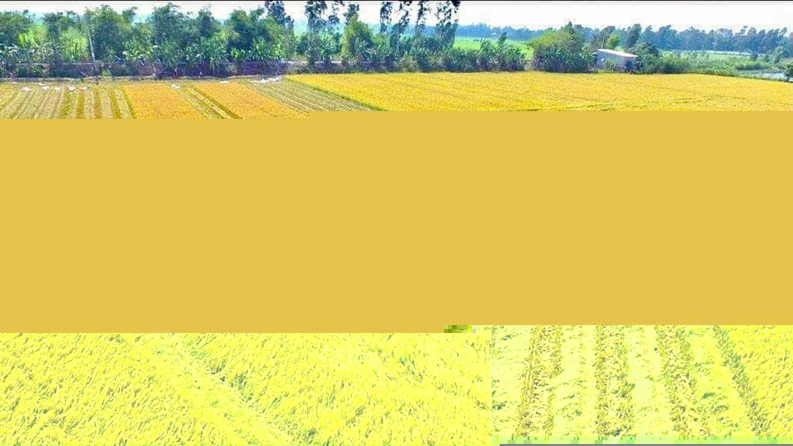 Vĩnh An phát huy thế mạnh nông nghiệp