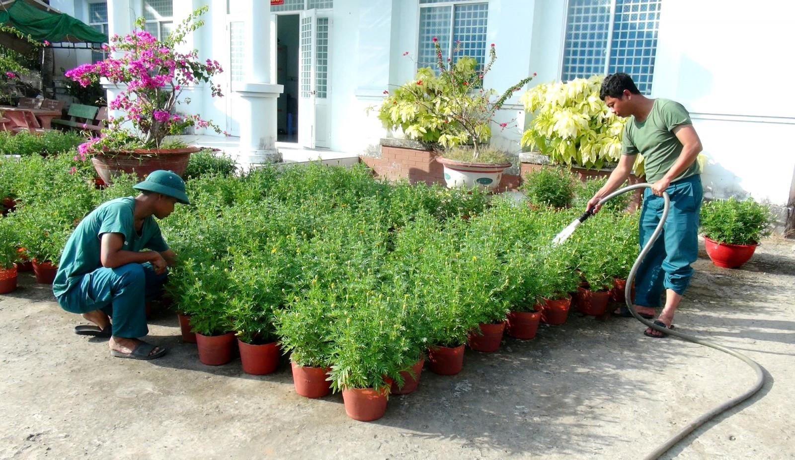 Ban Chỉ huy Quân sự xã Ô Lâm trồng 3.000 cây hoa vạn thọ phục vụ thị trường tết