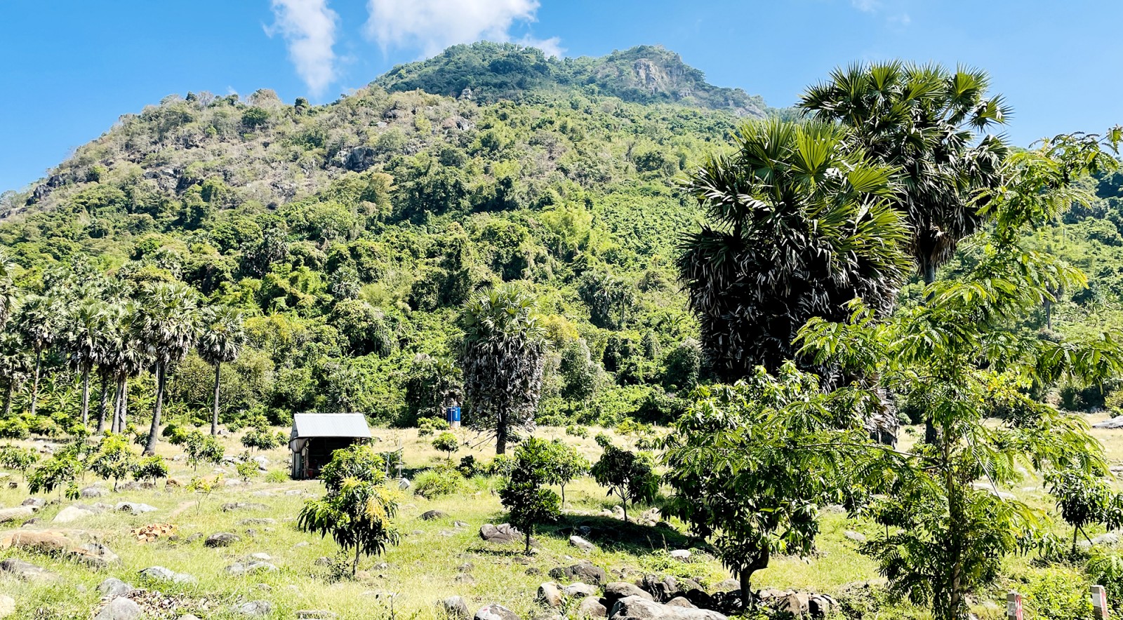 Mùa nấu đường thốt nốt của đồng bào Khmer