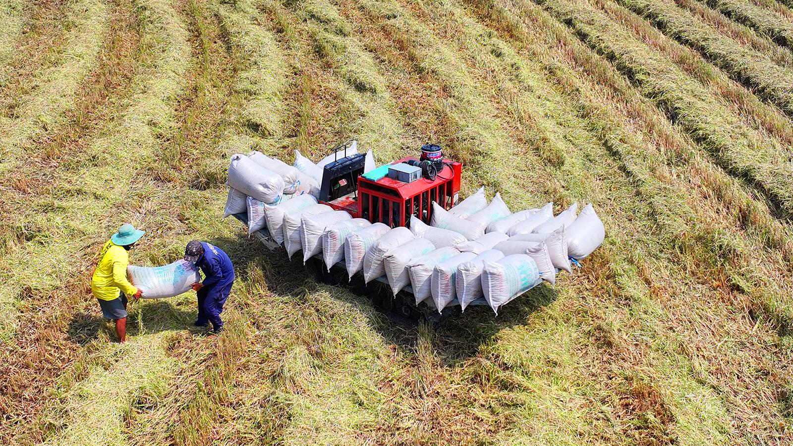 Đi qua cánh đồng Tứ giác Long Xuyên