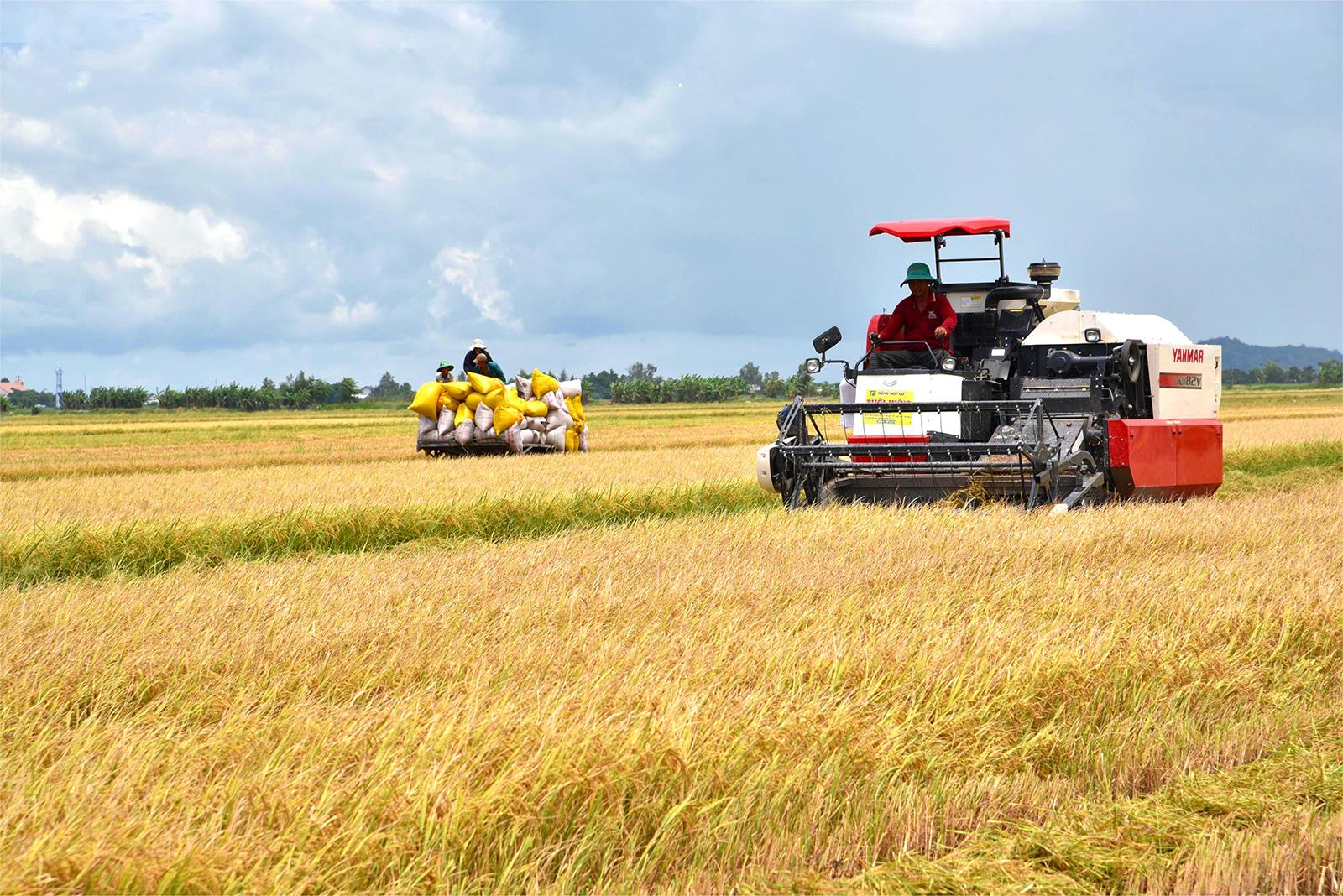 An Giang phát triển nông nghiệp xanh
