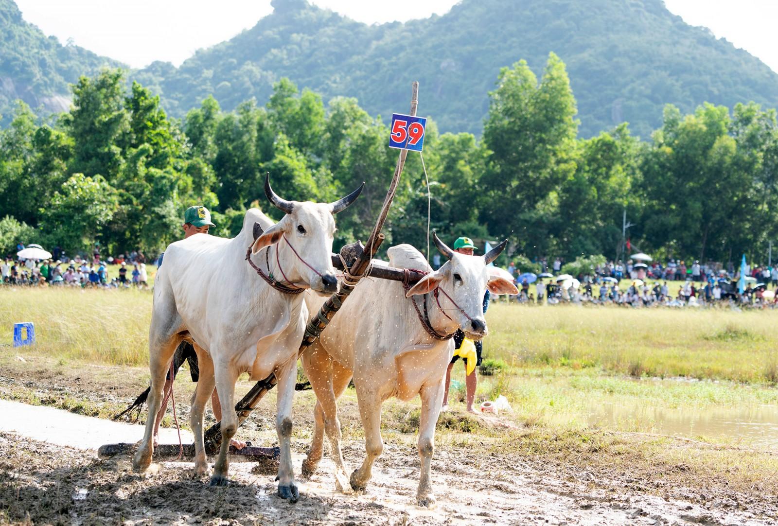 Đôi bò của ông Chau Khon đoạt giải nhất Hội Đua bò Bảy Núi tranh cúp truyền hình An Giang lần thứ 30 năm 2025