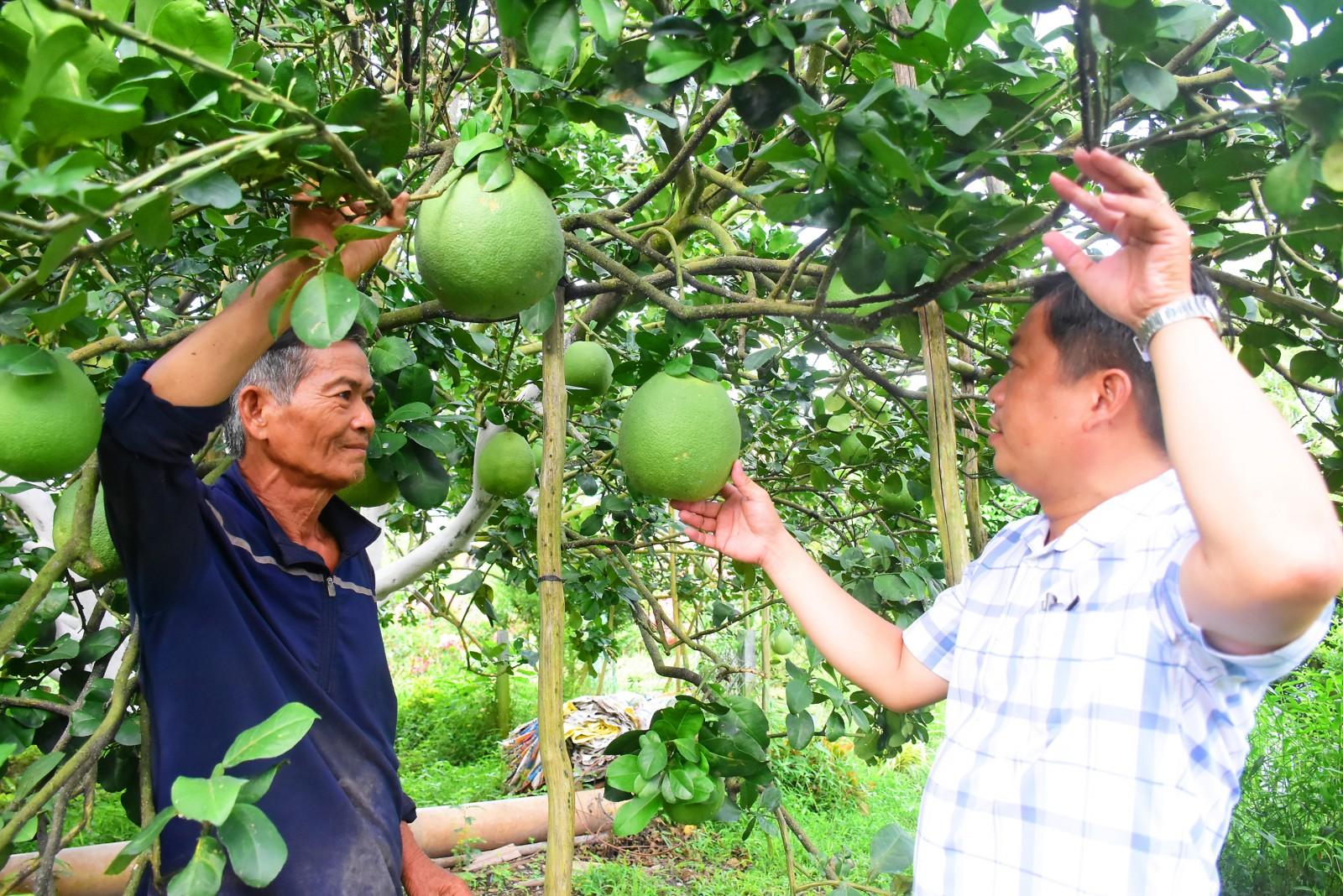 Nông dân Vĩnh Thạnh Trung đa dạng hóa sản xuất