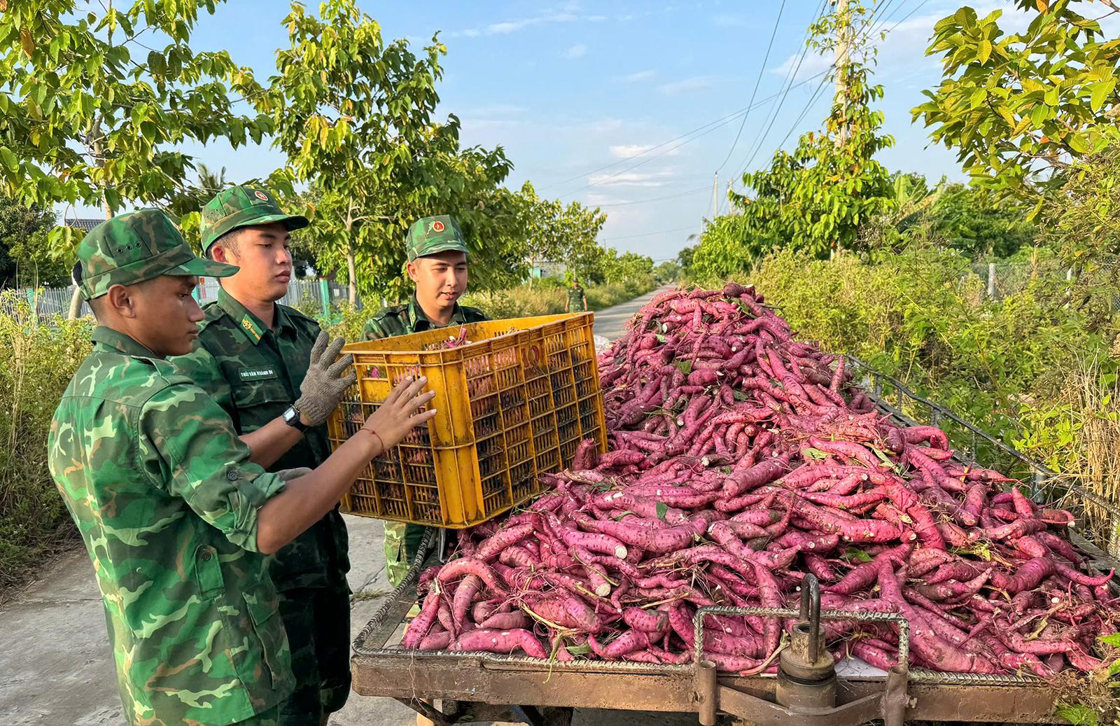 Đồn Biên phòng Cửa khẩu quốc tế Hà Tiên giúp dân thu hoạch khoai lang bị ngập