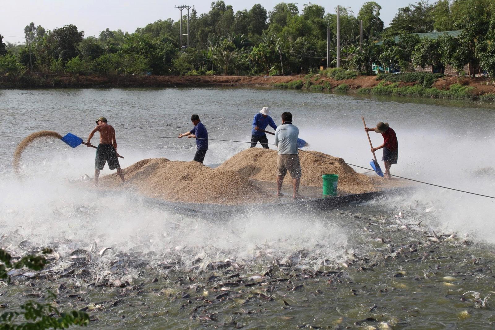 Châu Phú phát triển vùng nuôi thủy sản công nghệ cao