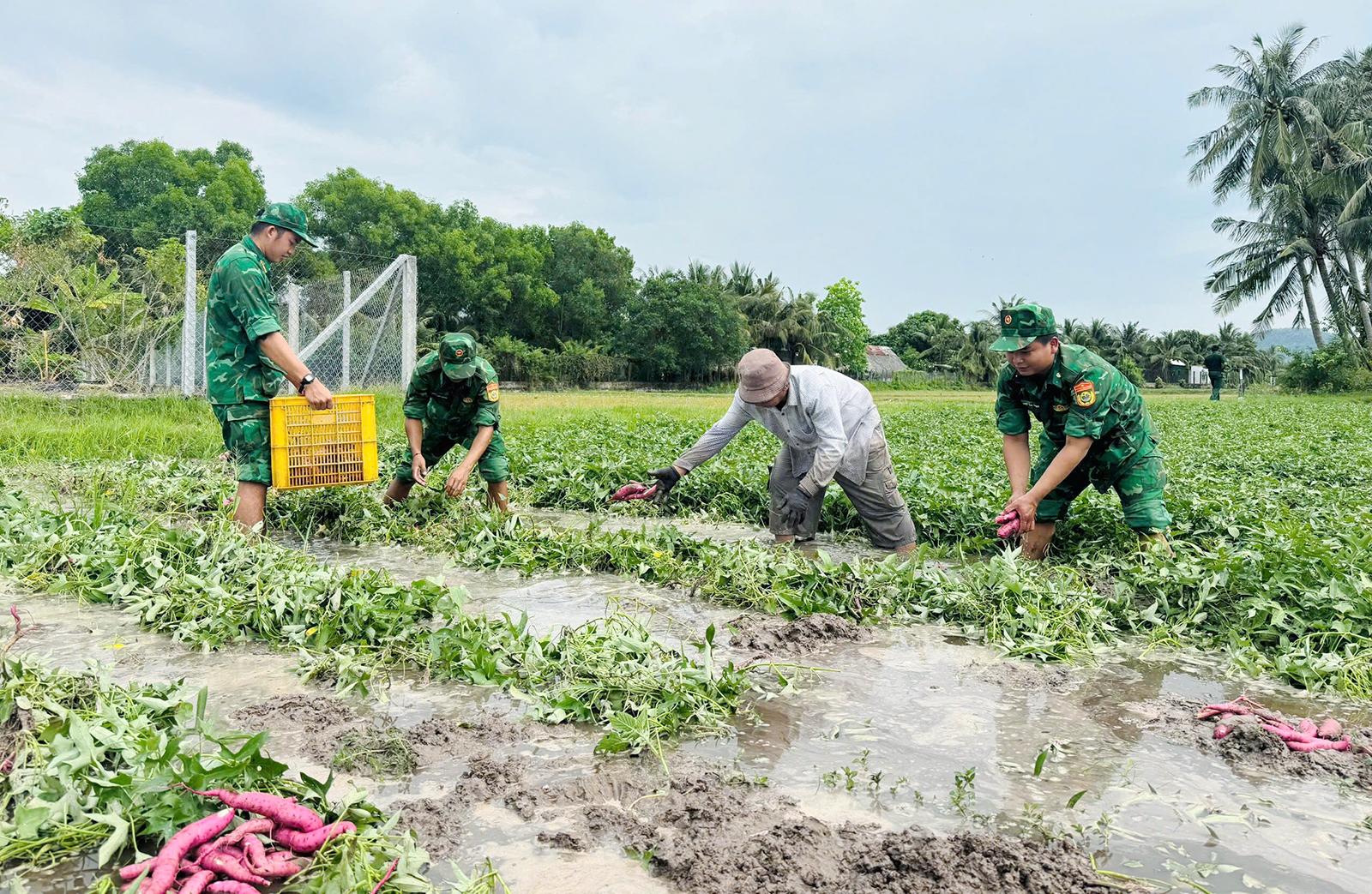 Đồn Biên phòng Cửa khẩu quốc tế Hà Tiên giúp dân thu hoạch khoai lang bị ngập