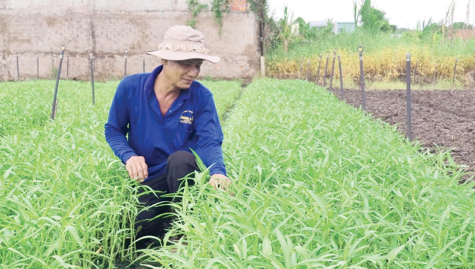 Gỡ khó cho rau an toàn