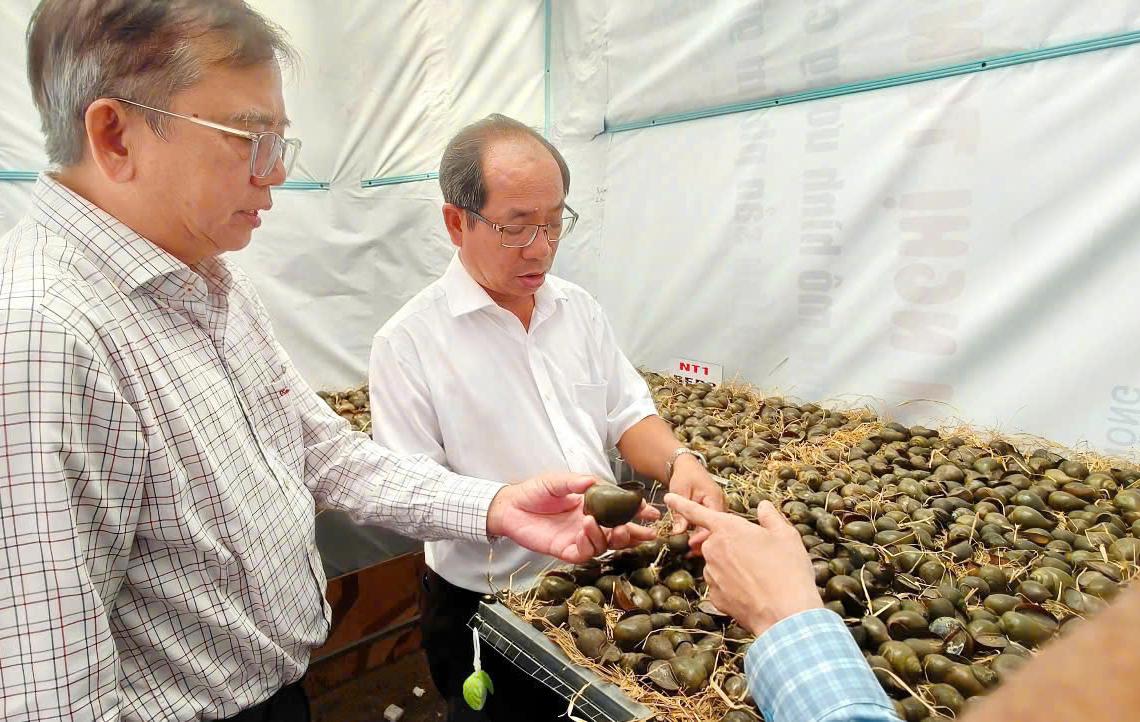 Nghiên cứu quy trình nuôi ốc bươu đồng theo hướng tiềm sinh