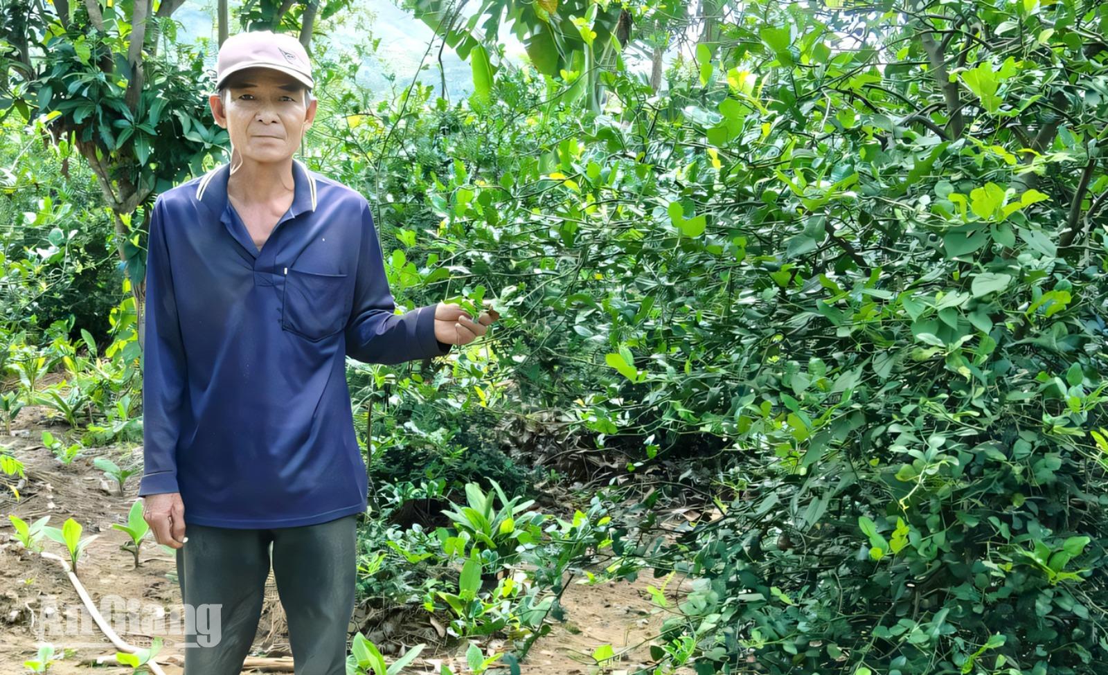 Nâng giá trị chanh chúc