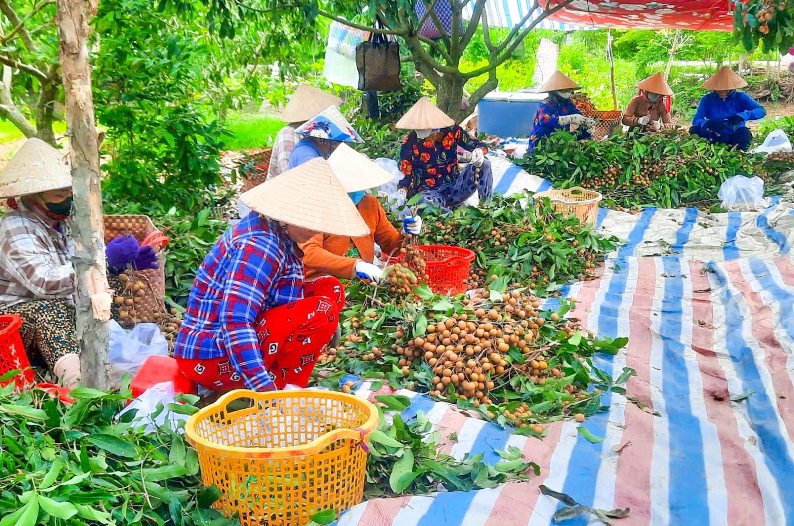 Khởi sắc kinh tế tập thể vùng sâu