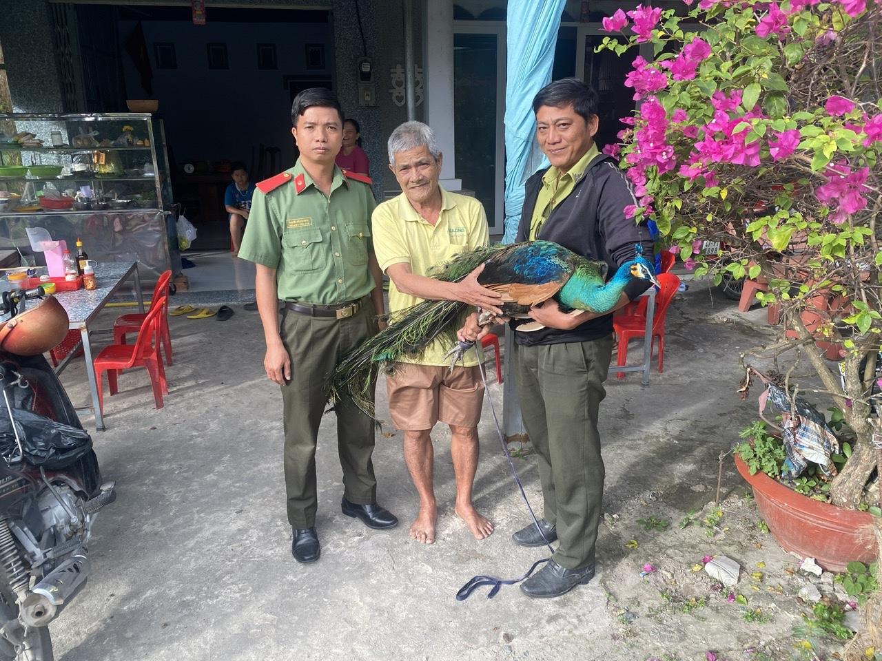 Người dân phường Tịnh Biên, An Cư tự nguyện giao nộp 2 cá thể chim công