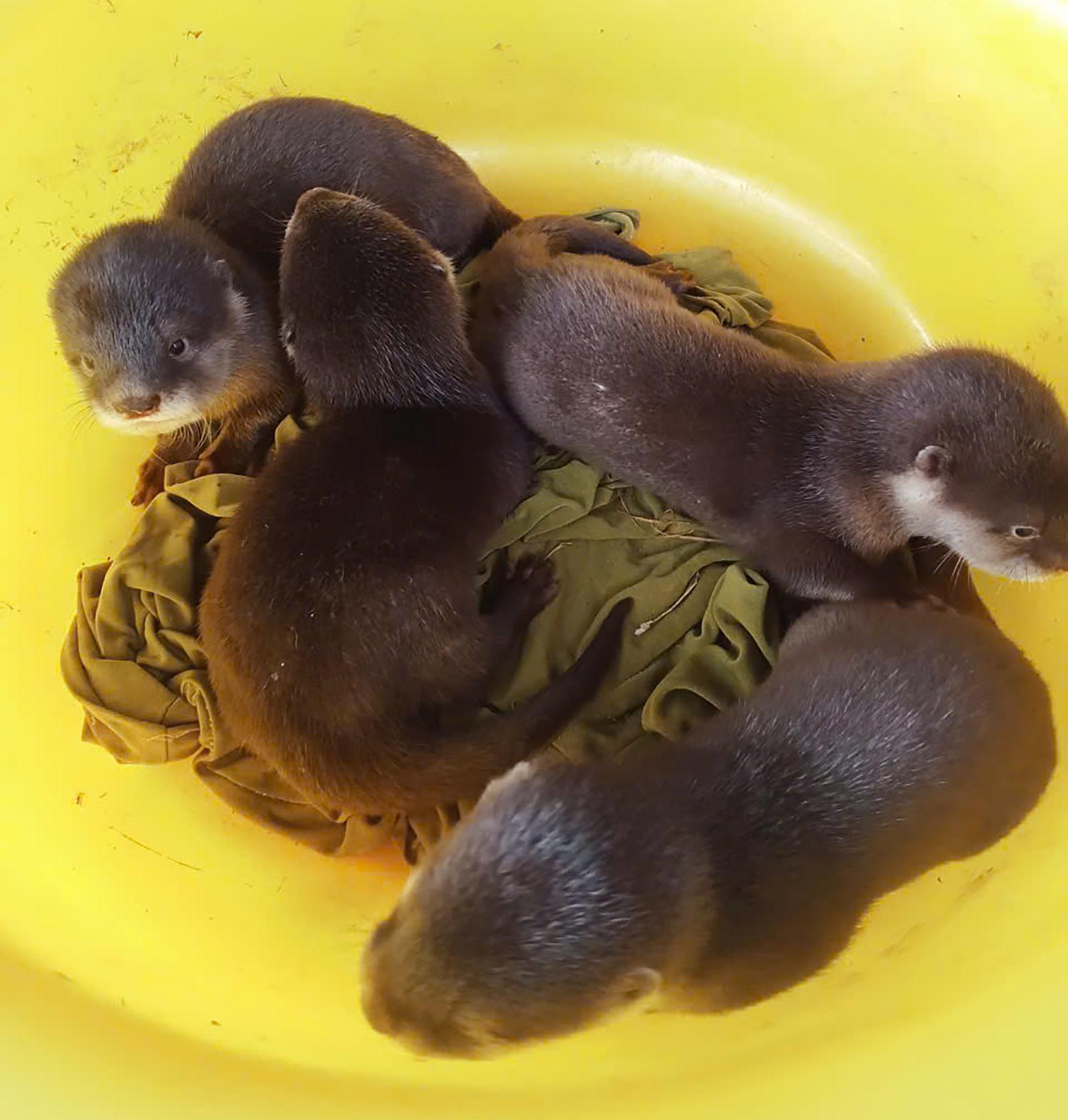 An Giang: Người dân tự nguyện giao nộp 4 cá thể rái cá quý hiếm