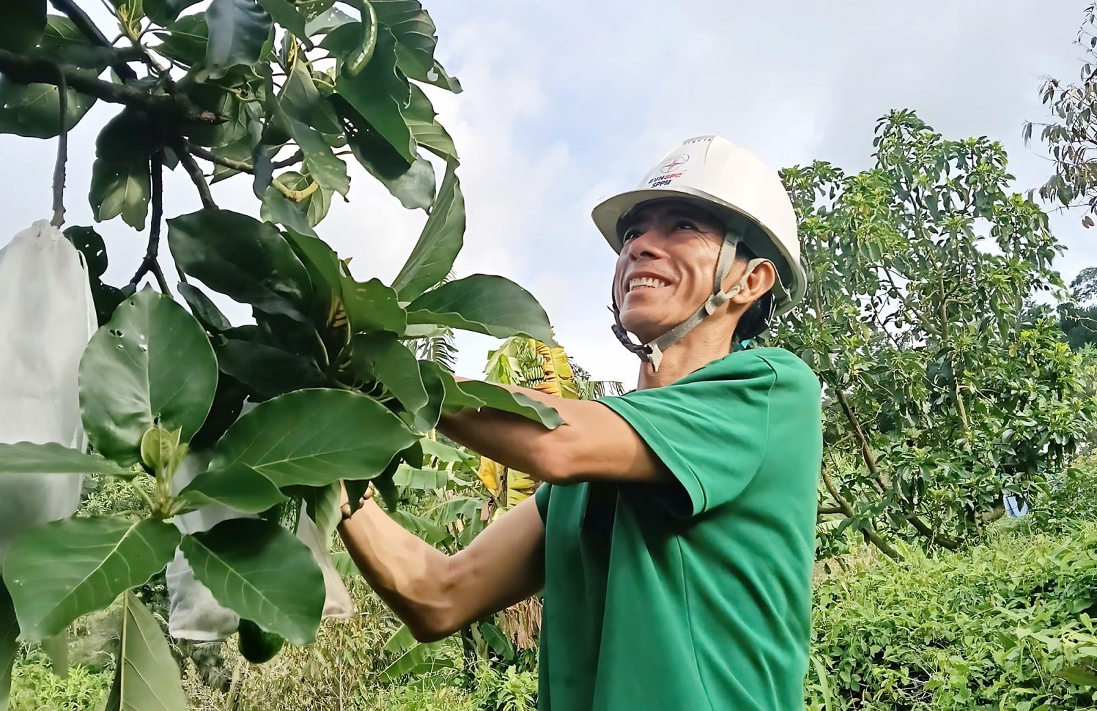 Cây bơ bám rễ trên đất đồi