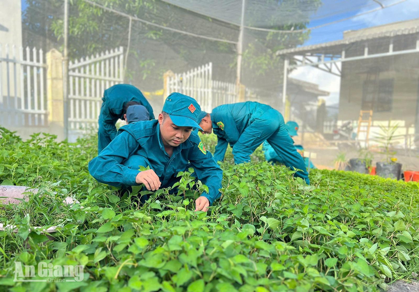 Vườn rau xanh của người lính