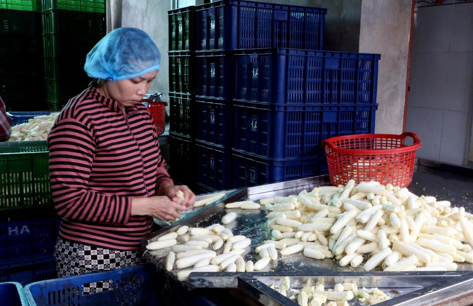 Nông nghiệp xã Hội An: Từ cây màu đến liên kết tiêu thụ bền vững