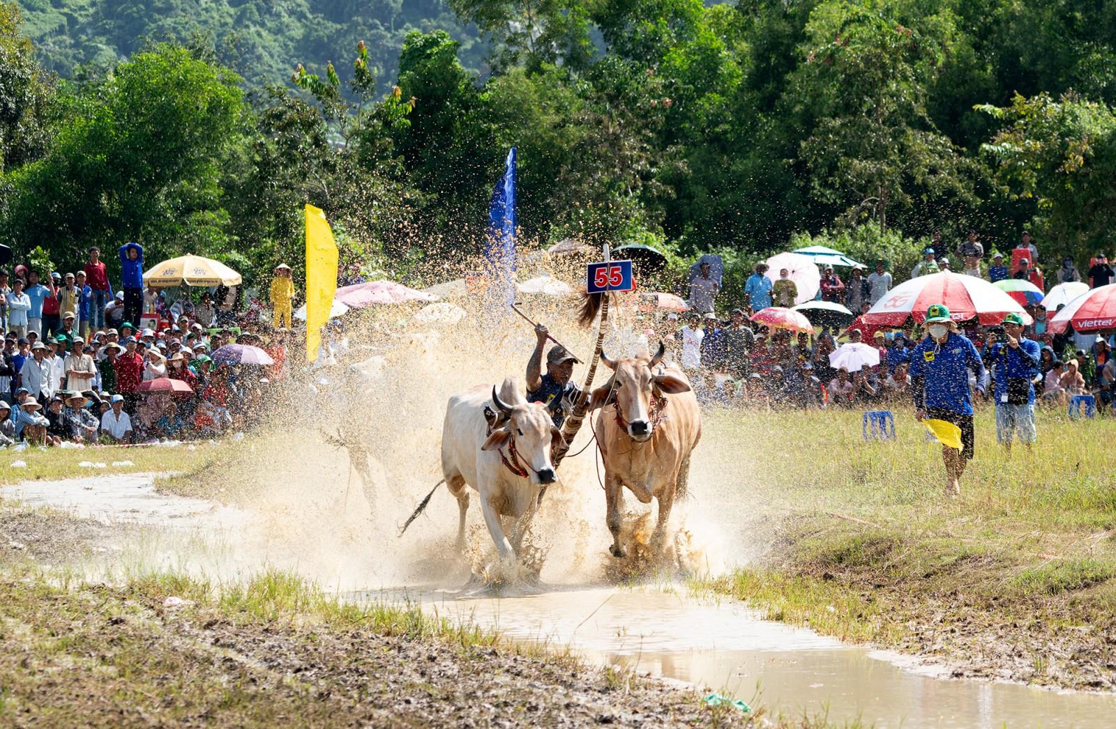 Đôi bò của ông Chau Khon đoạt giải nhất Hội Đua bò Bảy Núi tranh cúp truyền hình An Giang lần thứ 30 năm 2025