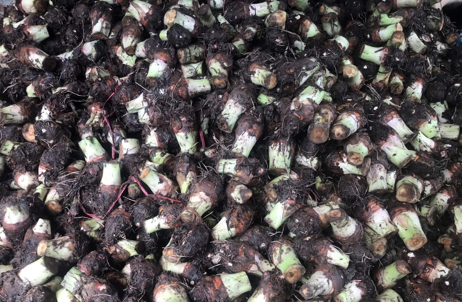 Nông nghiệp xã Hội An: Từ cây màu đến liên kết tiêu thụ bền vững