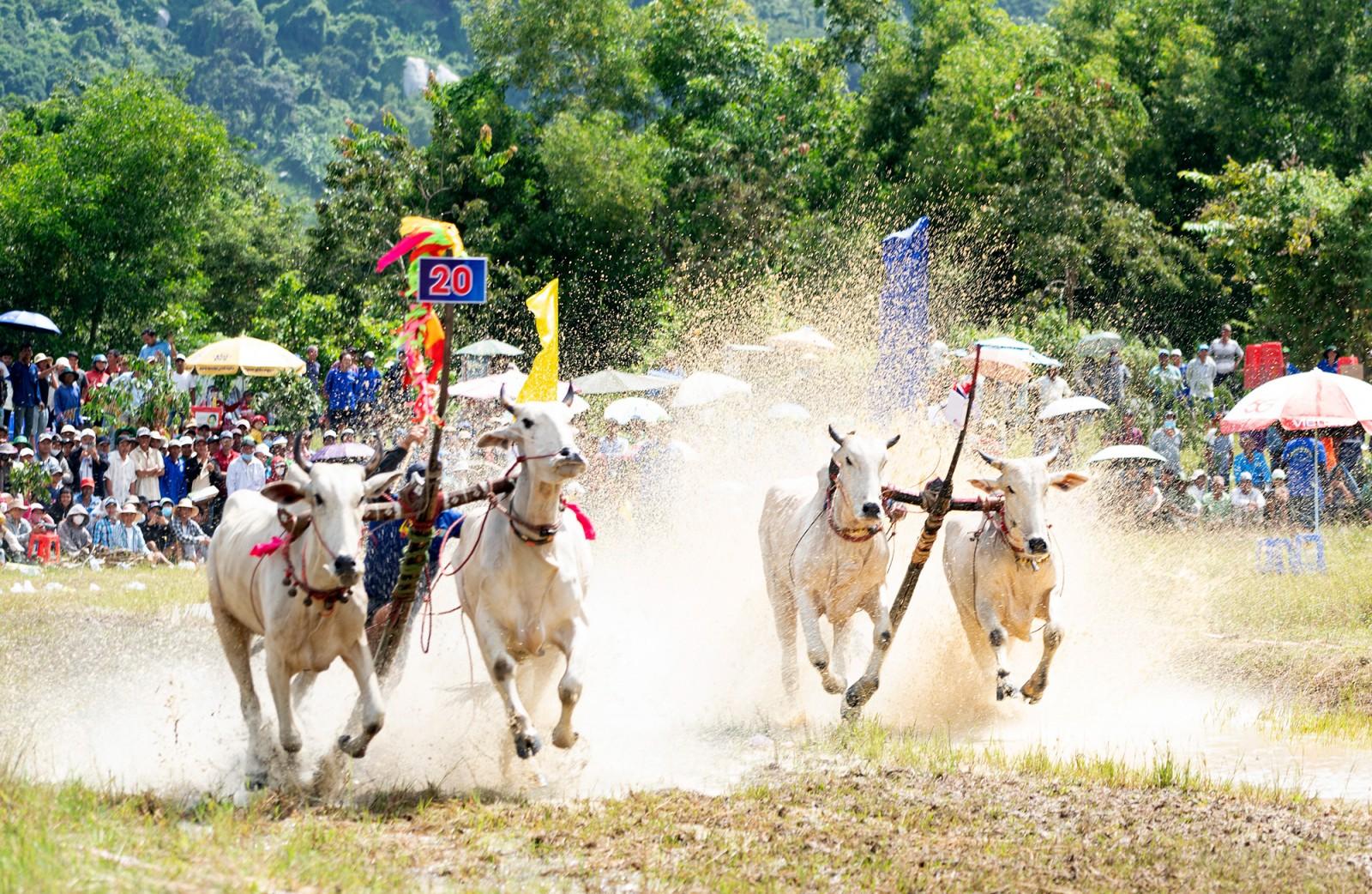 Đôi bò của ông Chau Khon đoạt giải nhất Hội Đua bò Bảy Núi tranh cúp truyền hình An Giang lần thứ 30 năm 2025