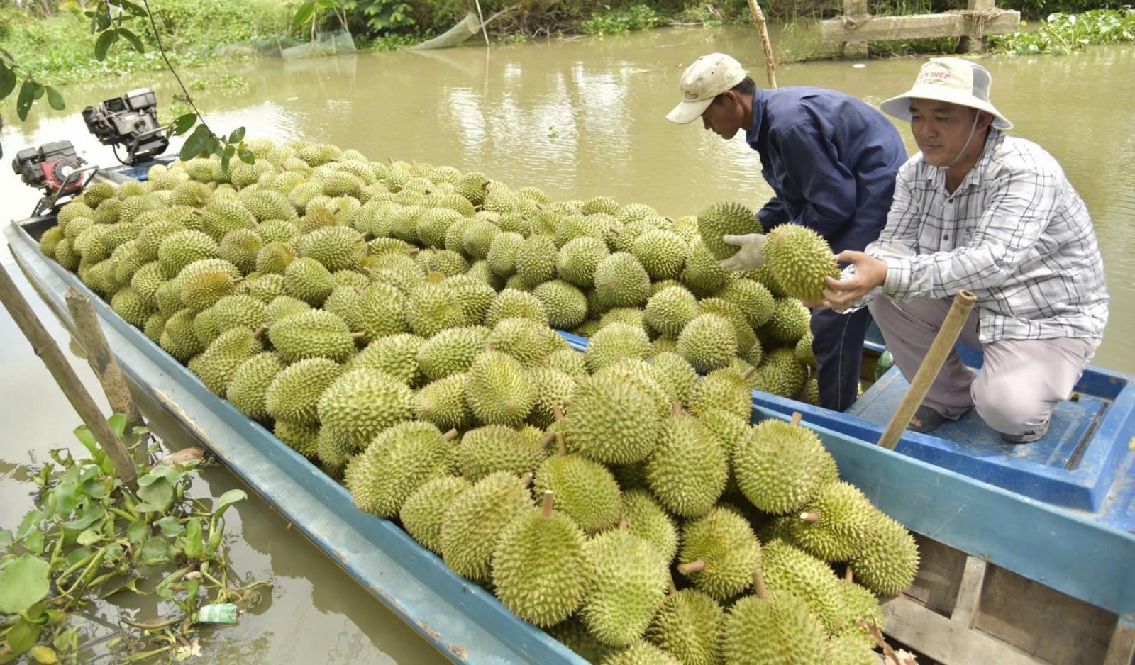 Rau quả An Giang vào chuỗi xuất khẩu toàn cầu