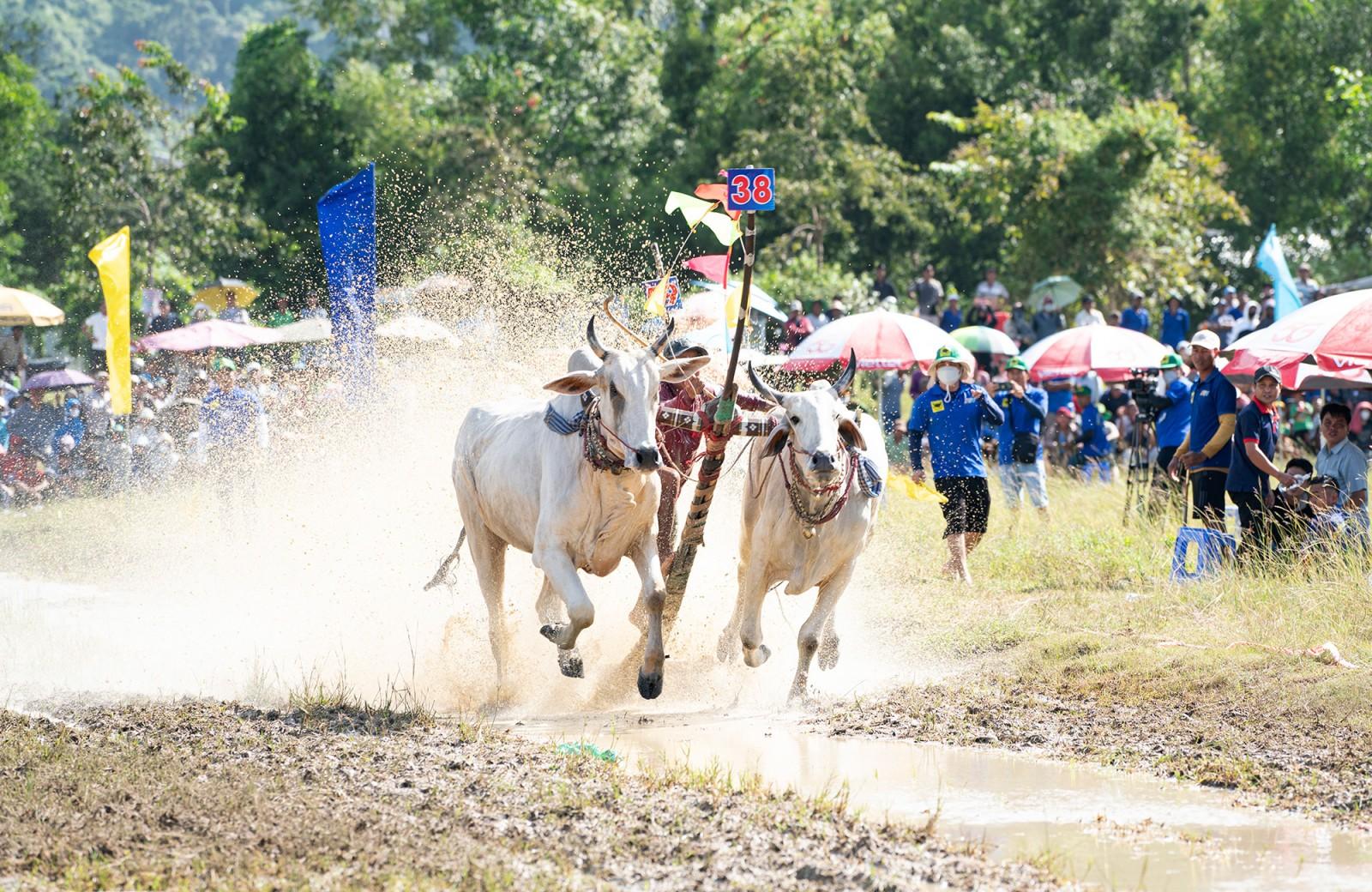 Đôi bò của ông Chau Khon đoạt giải nhất Hội Đua bò Bảy Núi tranh cúp truyền hình An Giang lần thứ 30 năm 2025
