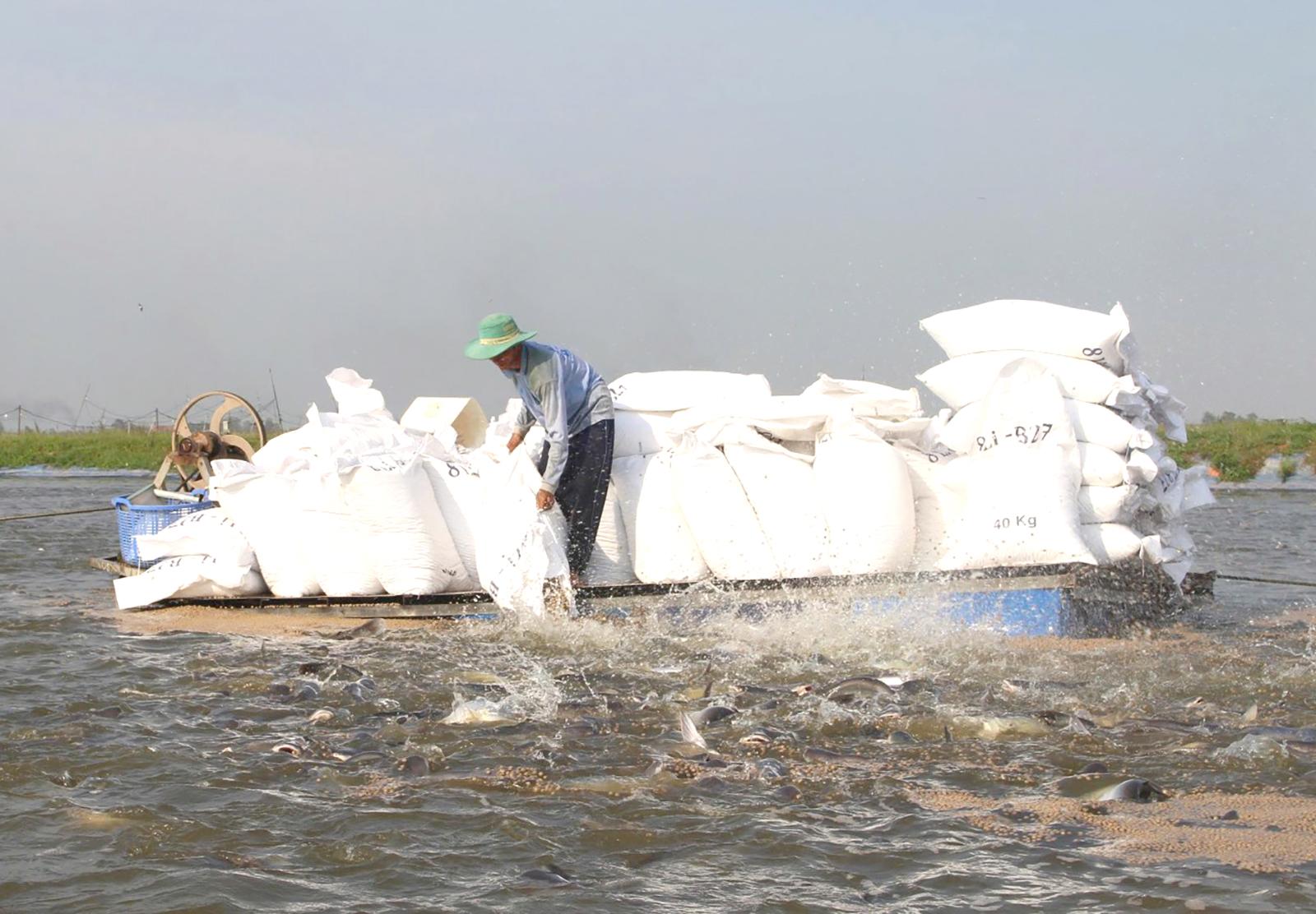 Châu Phú phát triển vùng nuôi thủy sản công nghệ cao