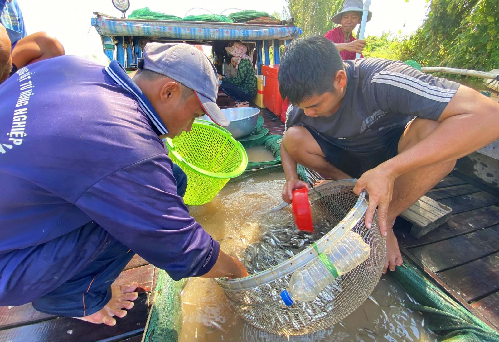 Chộn rộn mùa cá gió đông