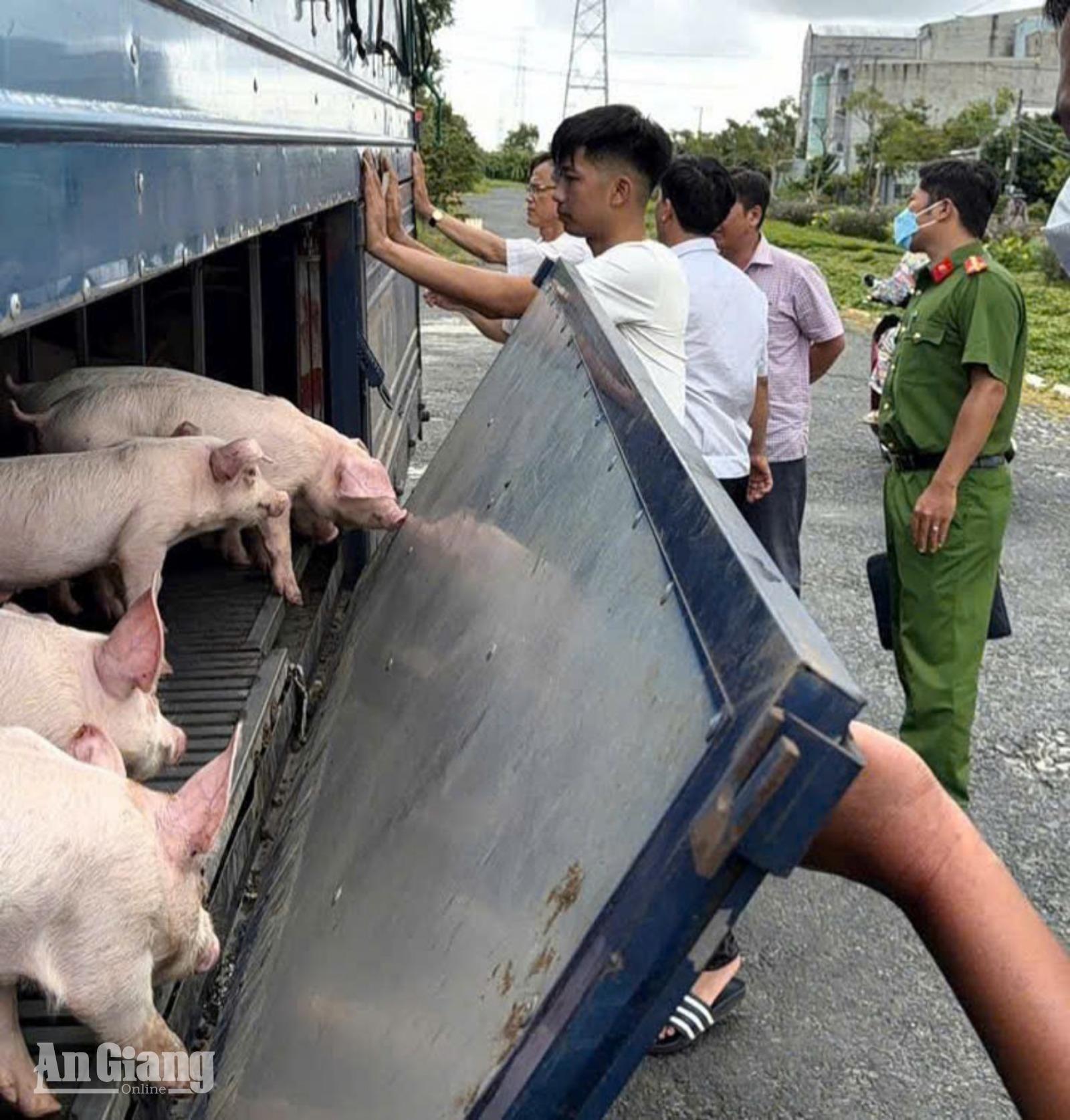 Phát hiện 54 con heo dương tính với dịch tả heo châu Phi ở Vĩnh Thông