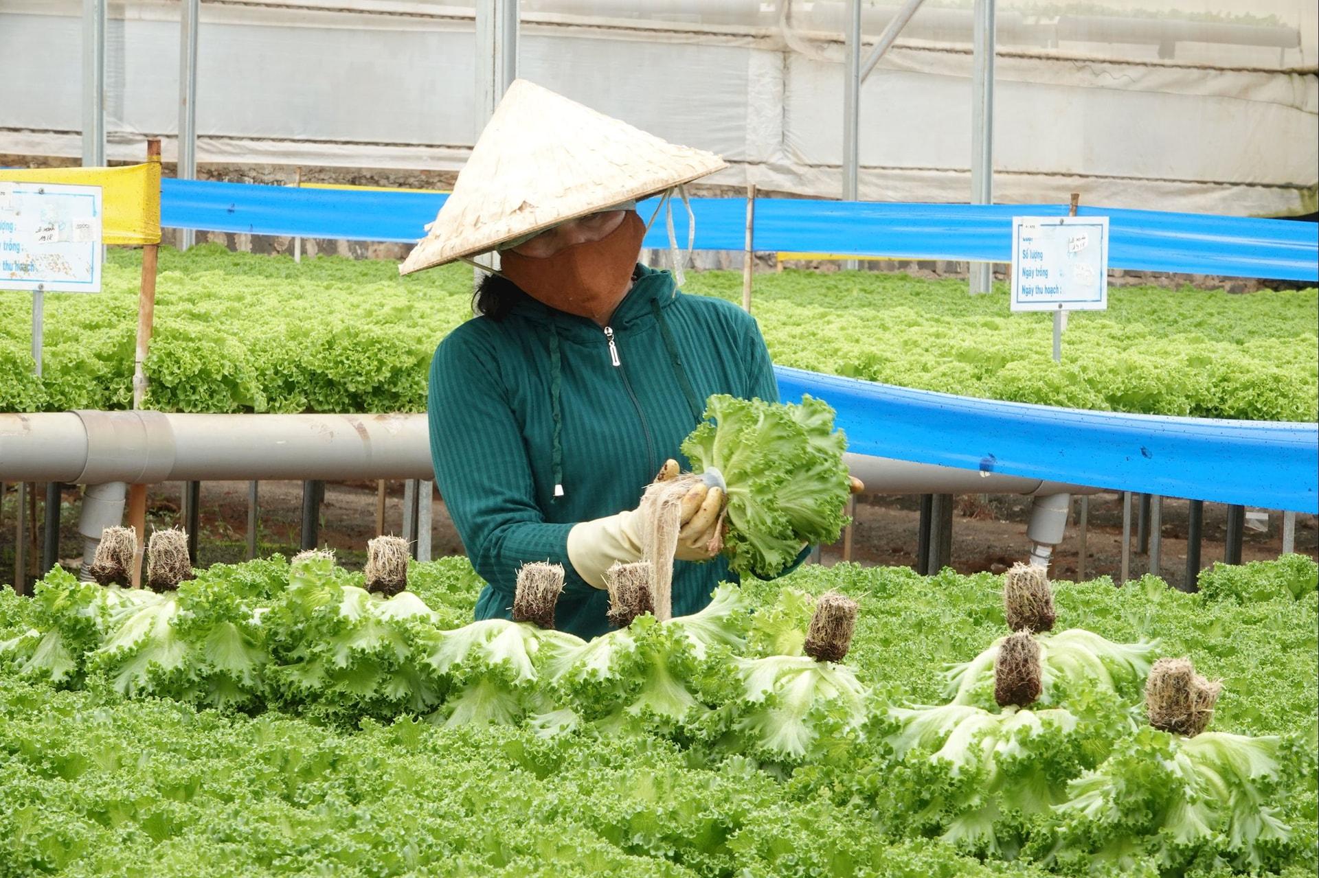 Trồng rau thuỷ canh