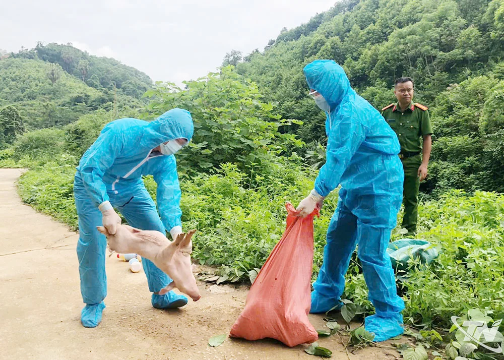 Cán bộ phường Đức Xuân thu gom số lợn bị vứt bỏ.