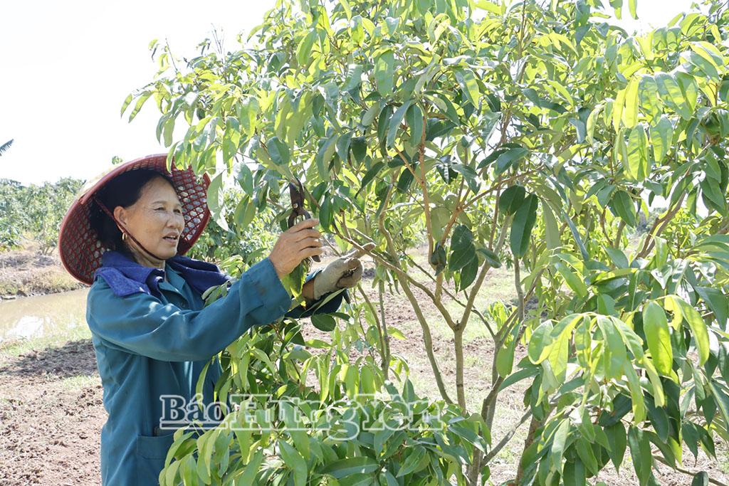 Gia đình bà Nguyễn Thị Phượng ở xã Đoàn Đào thu nhập 350 - 500 triệu đồng/năm từ trồng nhãn lồng và vải trứng.