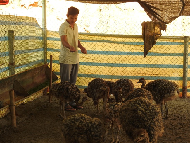 Phú Thọ: Thanh niên Mường bỏ nghề kỹ sư, về quê nuôi đà điểu – mô hình giúp ổn định kinh tế hộ và giảm nghèo bền vững - Ảnh 1. Phú Thọ: Thanh niên Mường bỏ nghề kỹ sư, về quê nuôi đà điểu – mô hình giúp ổn định kinh tế hộ và giảm nghèo bền vững - Ảnh 1.