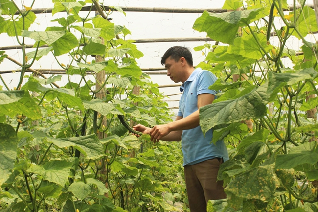 Xã Nật Sơn đẩy mạnh phát triển nông nghiệp để giảm nghèo - Ảnh 1. Xã Nật Sơn đẩy mạnh phát triển nông nghiệp để giảm nghèo - Ảnh 1.