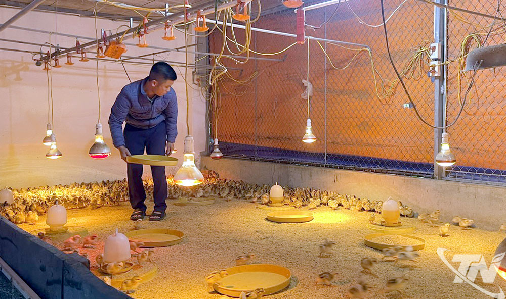 Trang trại của ông Trần Quỳnh, tổ dân phố Hộ Sơn, phường Vạn Xuân đã tái đàn sau bão số 11