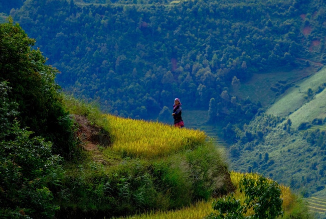 Di tích Quốc gia đặc biệt Ruộng bậc thang Mù Cang Chải - Nét văn hóa đặc sắc vùng cao - Ảnh 6. Di tích Quốc gia đặc biệt Ruộng bậc thang Mù Cang Chải - Nét văn hóa đặc sắc vùng cao - Ảnh 6.