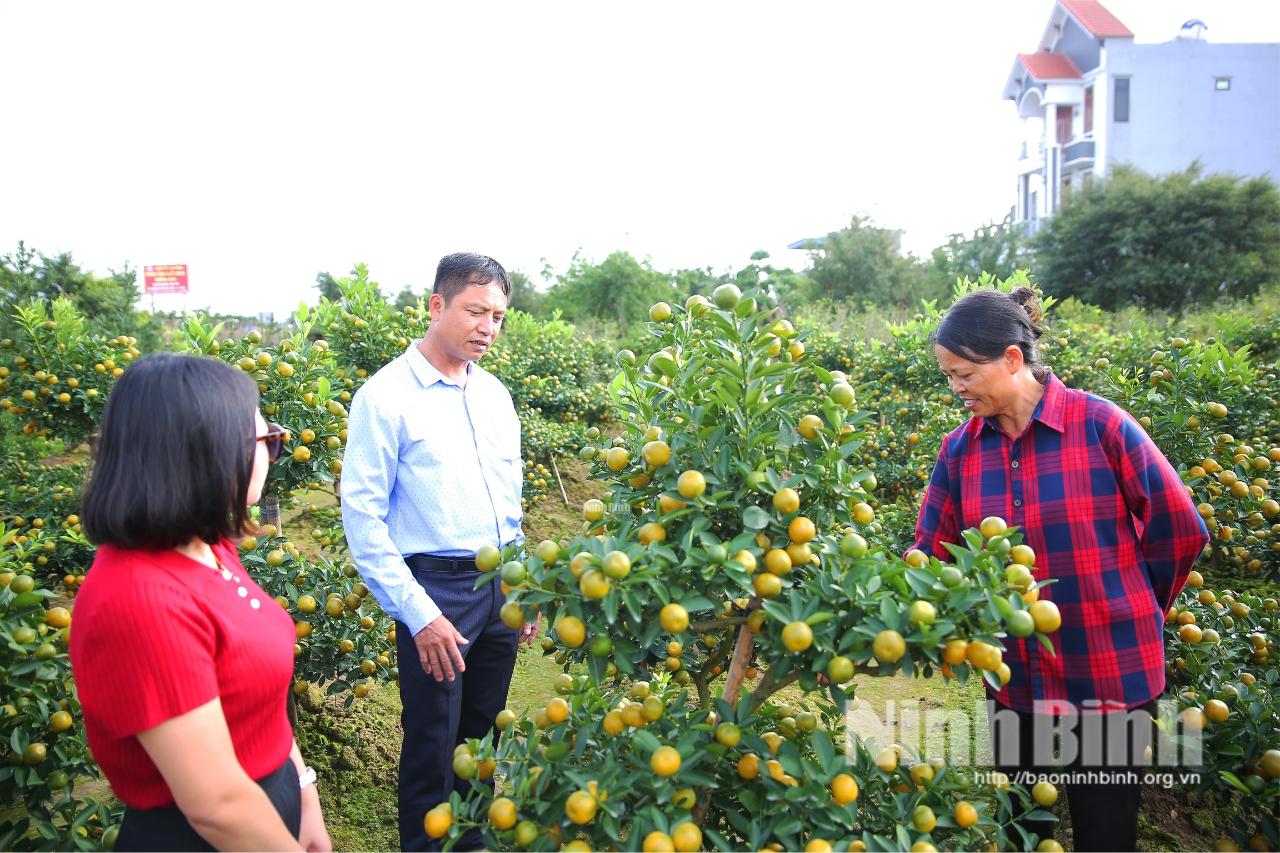 Các vườn quất cảnh tại phường Vị Khê thu hút đông khách đến tham quan, đặt mua từ sớm.