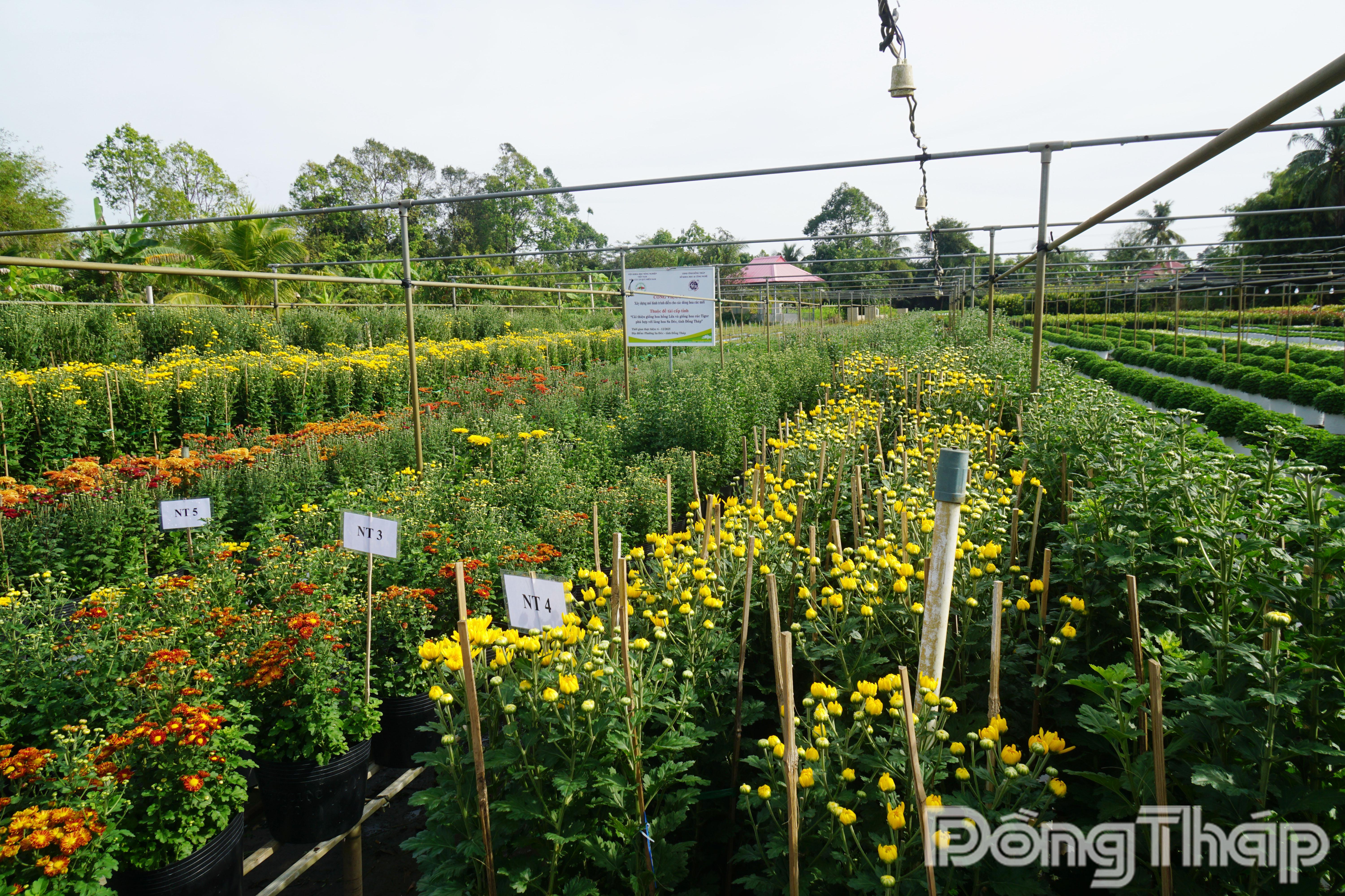 Mô hình trình diễn thực tế với 4 giống hoa cúc mới, cho thấy khả năng sinh trưởng tốt tại làng hoa Sa Đéc